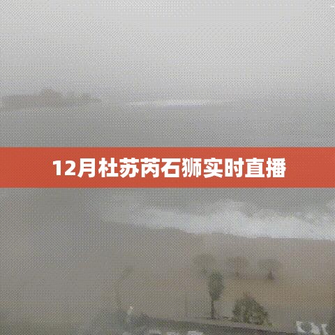 杜苏芮石狮最新动态，12月实时直播解析