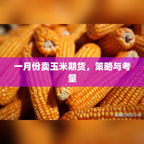 一月份玉米期货销售策略与考量