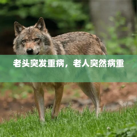 老头突发重病，老人突然病重