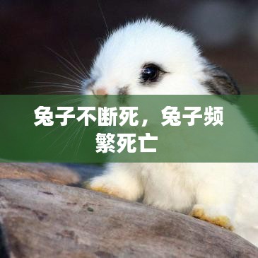兔子不断死，兔子频繁死亡