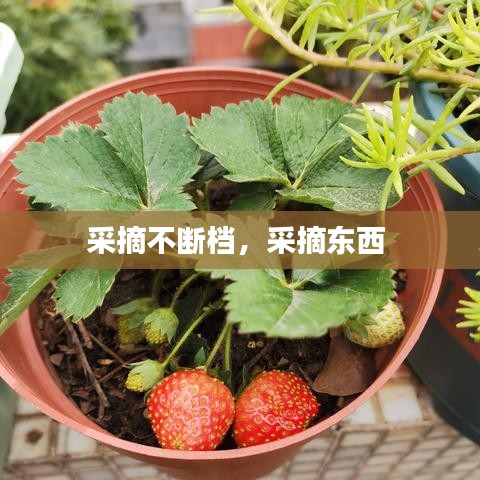 采摘不断档，采摘东西