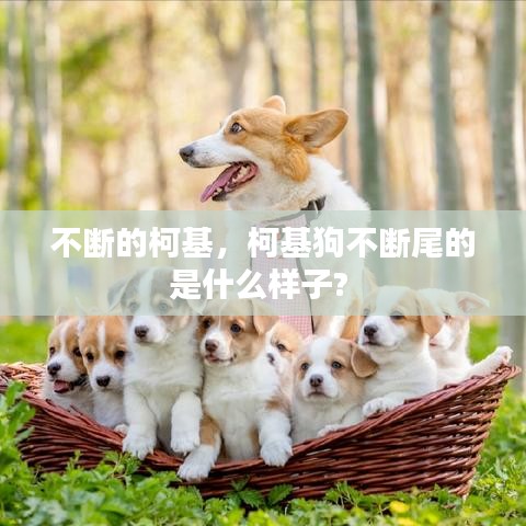 不断的柯基，柯基狗不断尾的是什么样子?