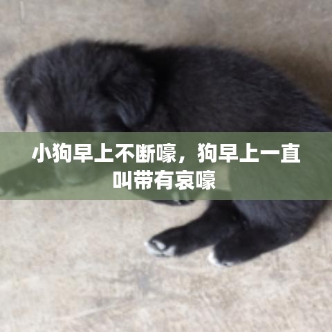 小狗早上不断嚎，狗早上一直叫带有哀嚎
