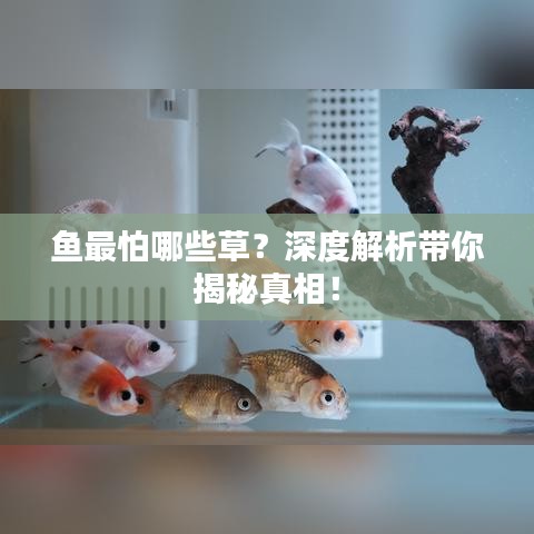 鱼怕哪些草？深度解析水草与鱼的互动关系！
