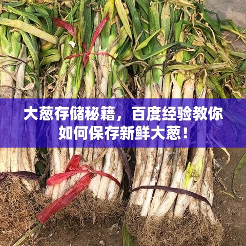 大葱存储秘籍，百度经验教你如何保存新鲜大葱！