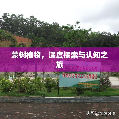 蒙树植物，深度探索与认知之旅