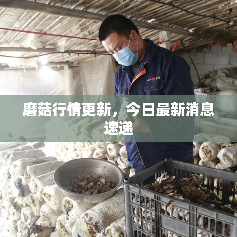 磨菇行情更新，今日最新消息速递