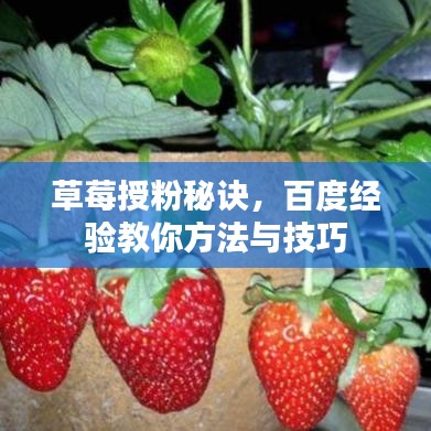 草莓授粉秘诀，百度经验教你方法与技巧