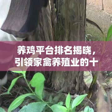 养鸡平台排名揭晓，引领家禽养殖业的十大佼佼者