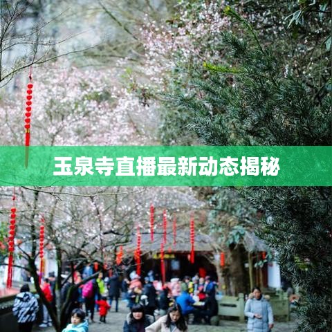 玉泉寺直播最新动态揭秘