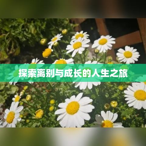 探索离别与成长的人生之旅