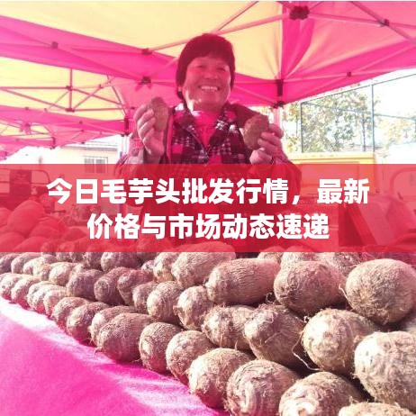 今日毛芋头批发行情，最新价格与市场动态速递