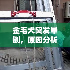 金毛犬突发晕倒，原因分析及应对方法