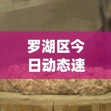 罗湖区今日动态速递，最新情况一览