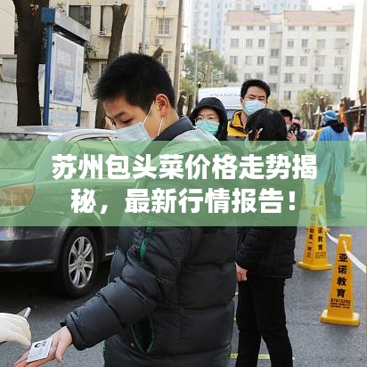 苏州包头菜价格走势揭秘，最新行情报告！