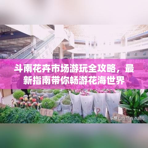 斗南花卉市场游玩全攻略，最新指南带你畅游花海世界