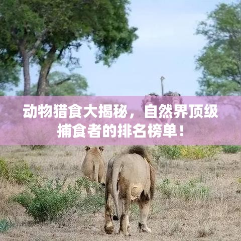 动物猎食大揭秘，自然界顶级捕食者的排名榜单！