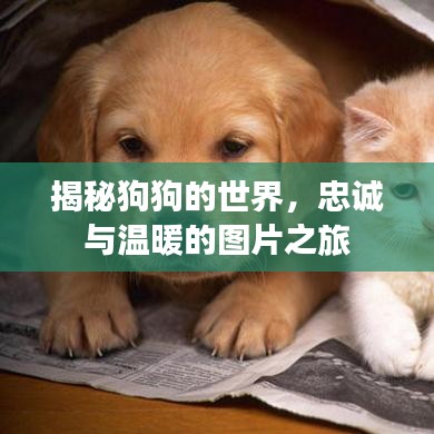 揭秘狗狗的世界，忠诚与温暖的图片之旅