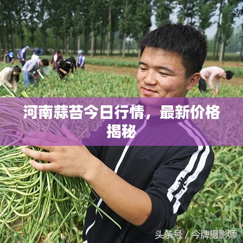 河南蒜苔今日行情，最新价格揭秘