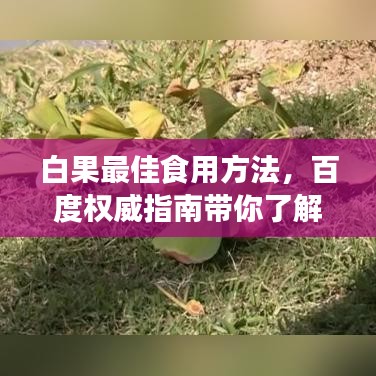 白果最佳食用方法，百度权威指南带你了解！