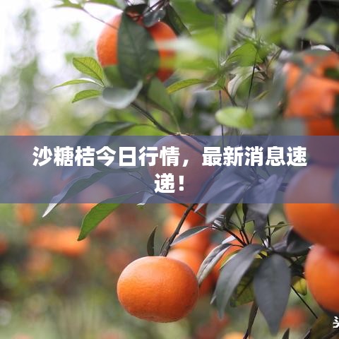 沙糖桔今日行情，最新消息速递！