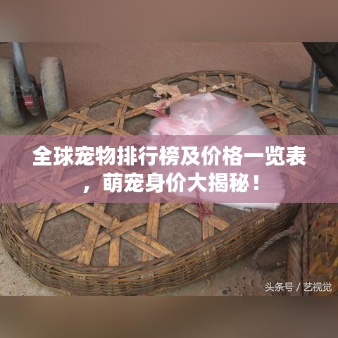 全球宠物排行榜及价格一览表，萌宠身价大揭秘！