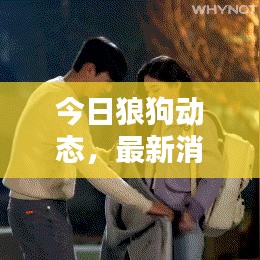 今日狼狗动态，最新消息与图片汇总