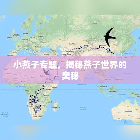 小燕子专题，揭秘燕子世界的奥秘