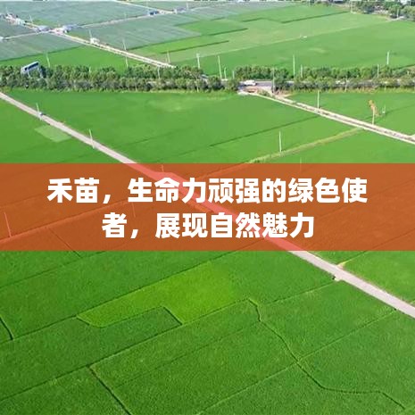 禾苗，生命力顽强的绿色使者，展现自然魅力