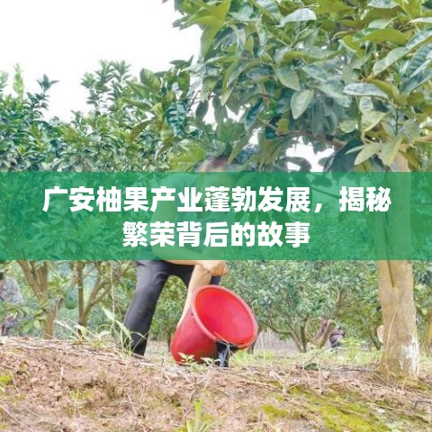 广安柚果产业蓬勃发展，揭秘繁荣背后的故事