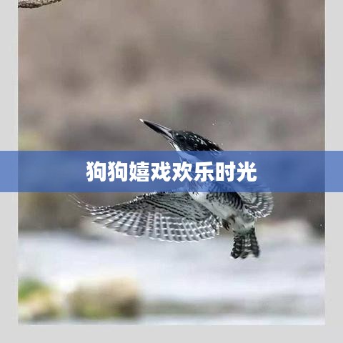 狗狗嬉戏欢乐时光