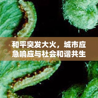 和平突发大火，城市应急响应与社会和谐共生面临考验