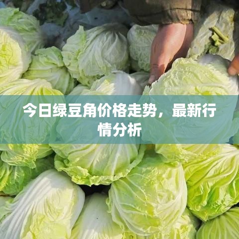 今日绿豆角价格走势，最新行情分析