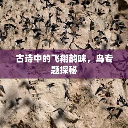 古诗中的飞翔韵味，鸟专题探秘