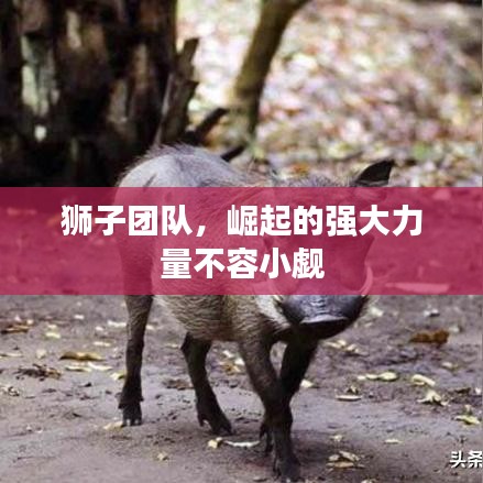 狮子团队，崛起的强大力量不容小觑