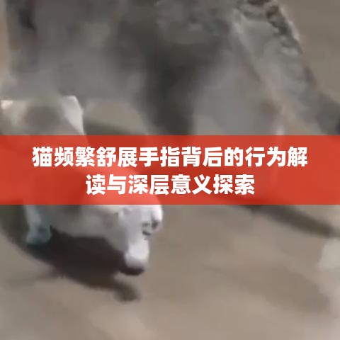 猫频繁舒展手指背后的行为解读与深层意义探索
