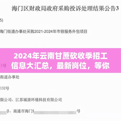 2024年云南甘蔗砍收季招工信息大汇总，最新岗位，等你来砍！