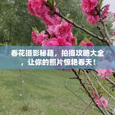 春花摄影秘籍，拍摄攻略大全，让你的照片惊艳春天！