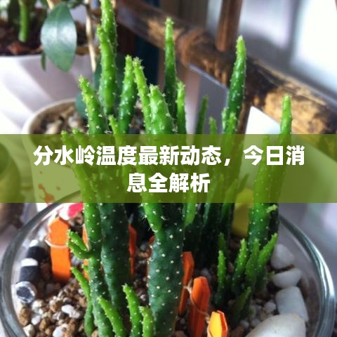分水岭温度最新动态，今日消息全解析