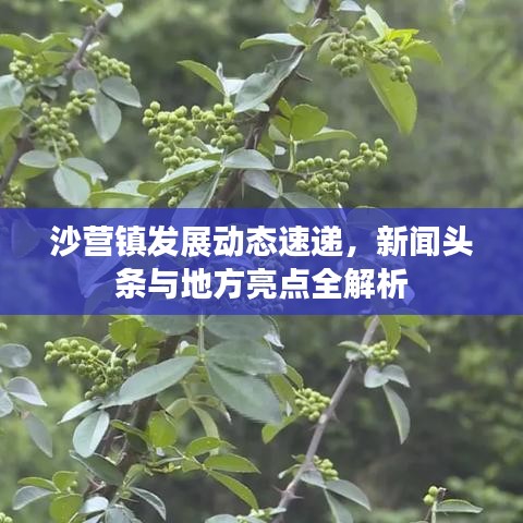 沙营镇发展动态速递，新闻头条与地方亮点全解析