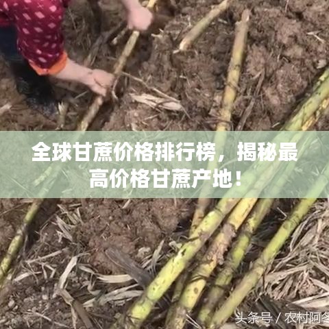 全球甘蔗价格排行榜，揭秘最高价格甘蔗产地！