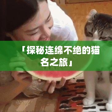 「探秘连绵不绝的猫名之旅」