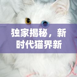 独家揭秘，新时代猫界新星，创新猫咪品种大揭秘！