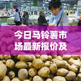 今日马铃薯市场最新报价及走势分析与预测