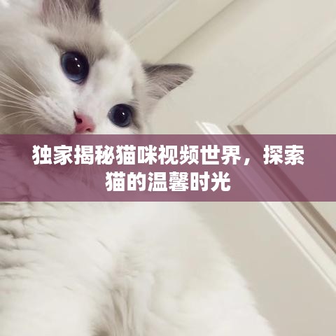 独家揭秘猫咪视频世界，探索猫的温馨时光