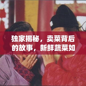 独家揭秘，卖菜背后的故事，新鲜蔬菜如何走进千家万户？