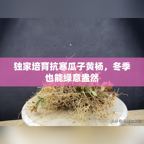 独家培育抗寒瓜子黄杨，冬季也能绿意盎然