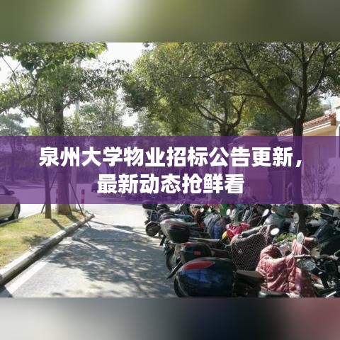 泉州大学物业招标公告更新，最新动态抢鲜看