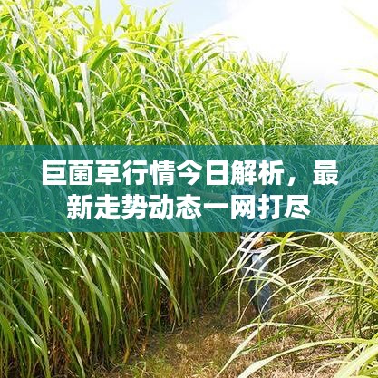 巨菌草行情今日解析，最新走势动态一网打尽