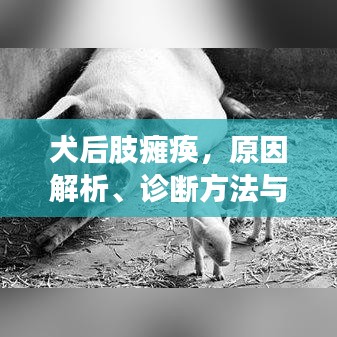 犬后肢瘫痪，原因解析、诊断方法与治疗策略